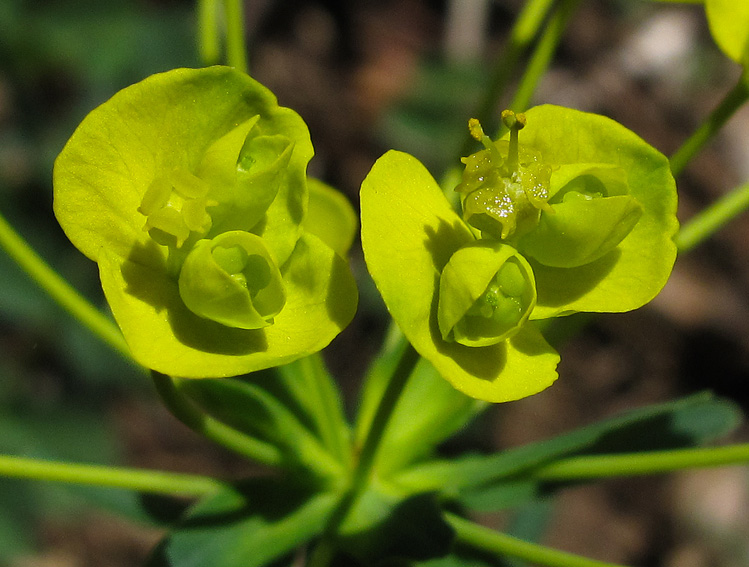 Euphorbia6a