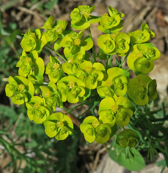 Euphorbia4