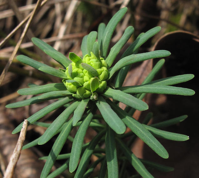 Euphorbia4a
