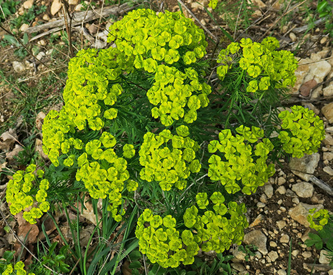 Euphorbia4