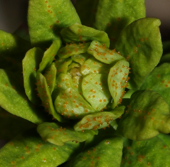 Euphorbia6c