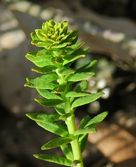 Euphorbia6b