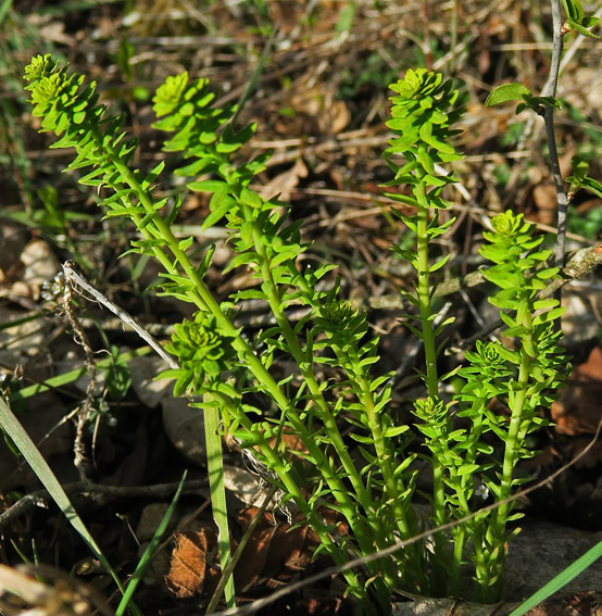 Euphorbia6a2