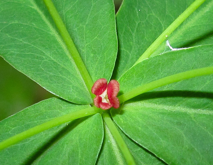 Euphorbia3e