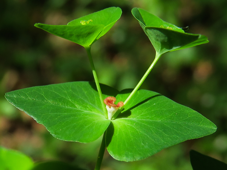 Euphorbia3g
