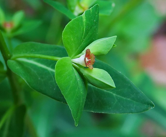Euphorbia3c