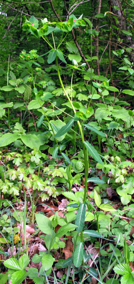 Euphorbia3a