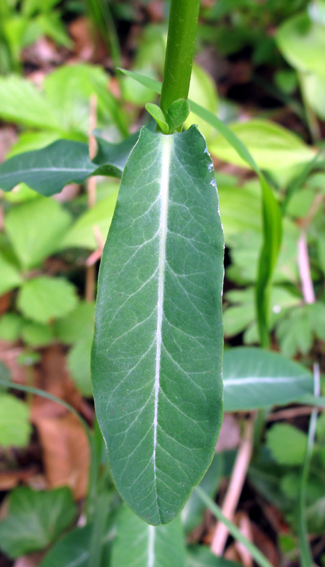 Euphorbia3b