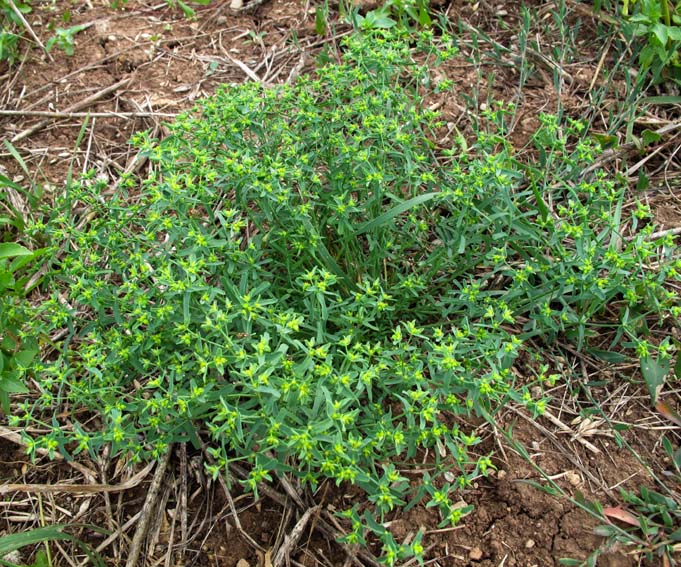 Euphorbia12