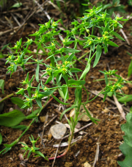 Euphorbia13