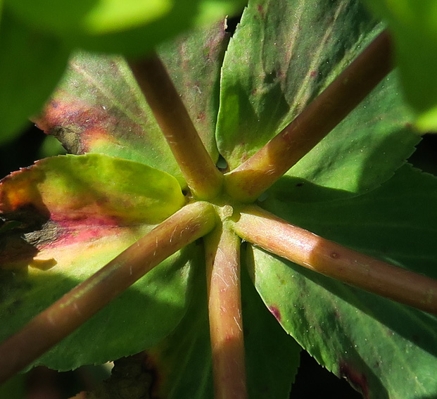 Euphorbia11a