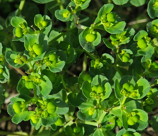 Euphorbia7