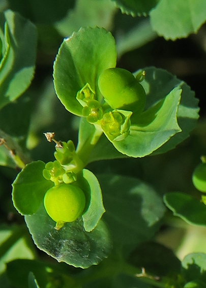 Euphorbia11
