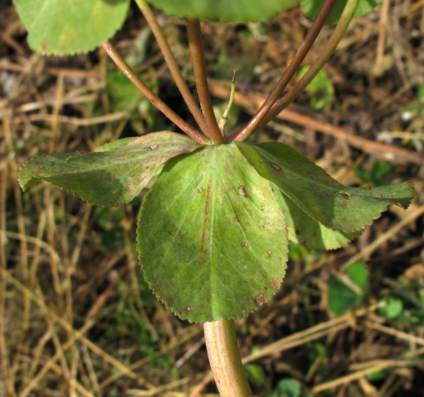 Euphorbia8a