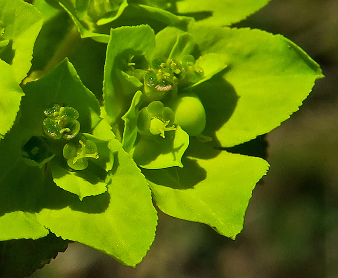 Euphorbia10a