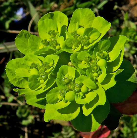 Euphorbia11b