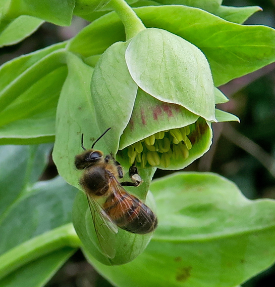 Helleborus2a