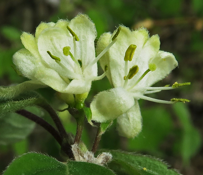 Lonicera6