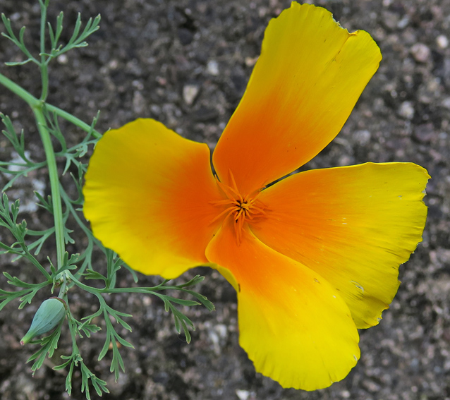 Eschscholzia6