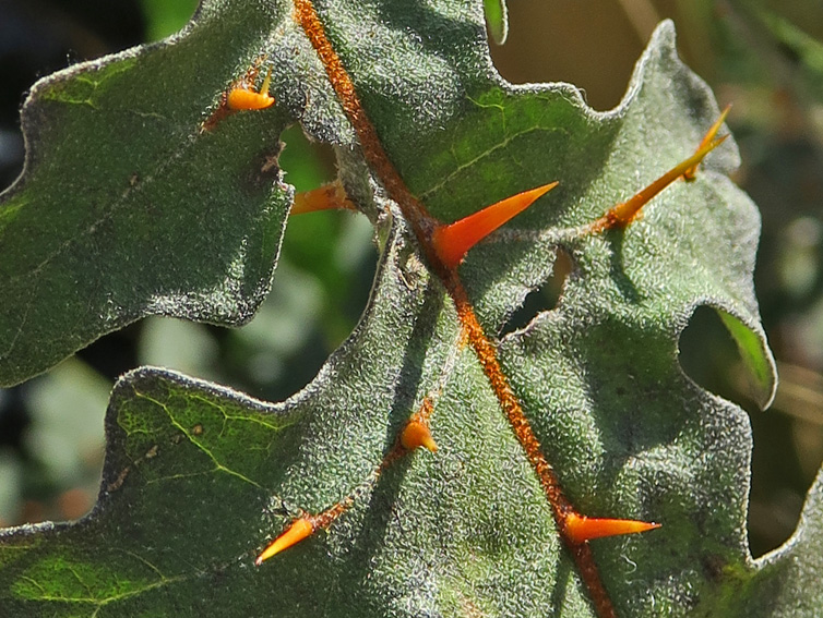 Solanum28