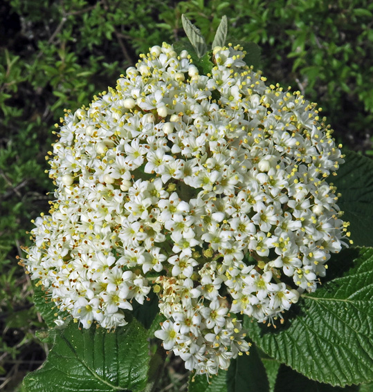 Viburnum2a