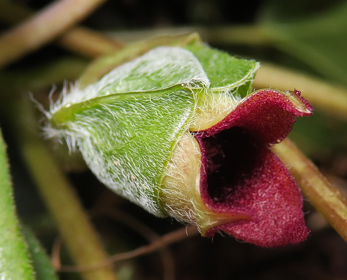 Asarum6