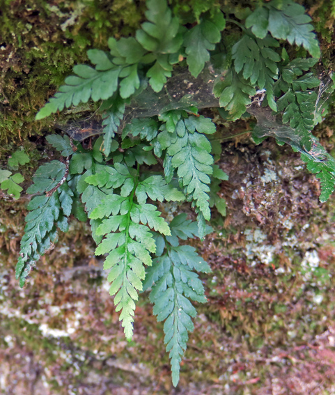 Asplenium5