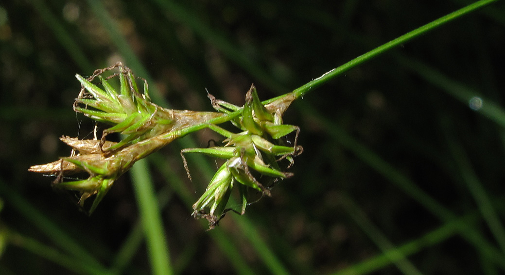Carex24