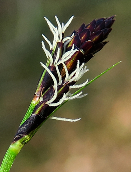 Carex1f