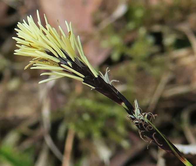Carex1c