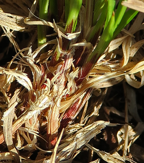 Carex1d