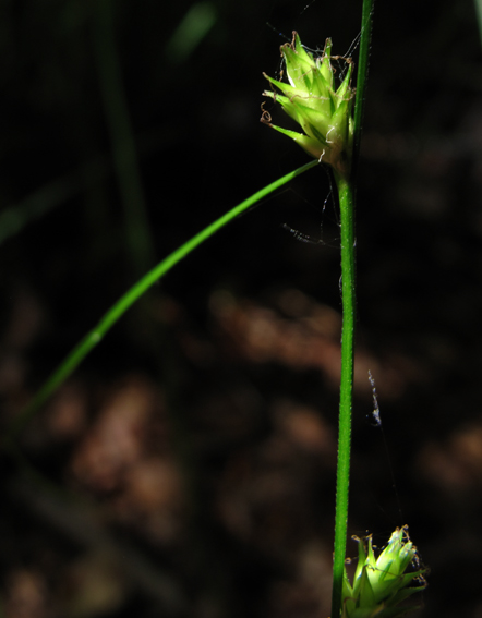 Carex12