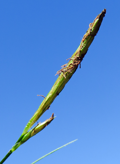 Carex10f