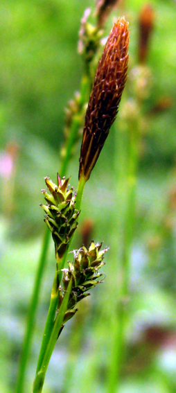 Carex6
