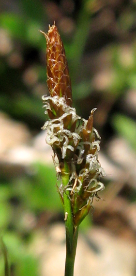 Carex5
