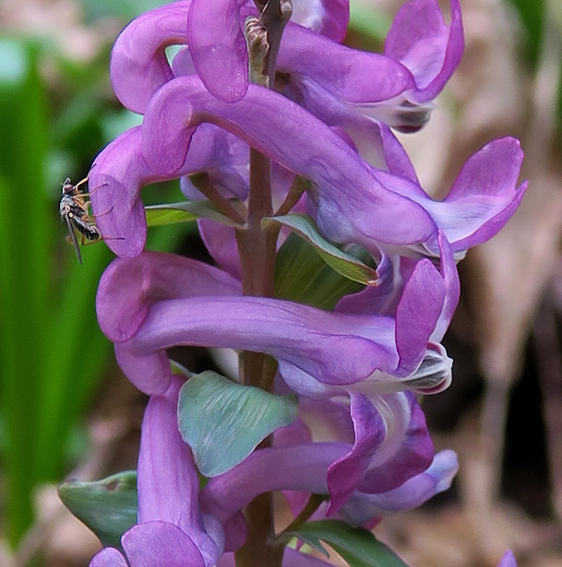 Corydalis5