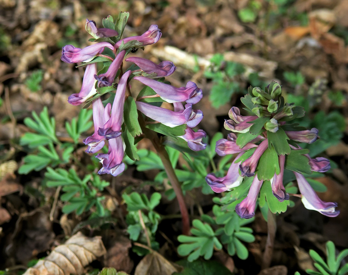 Corydalis6a