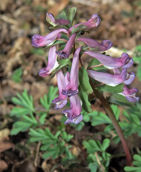 Corydalis8b