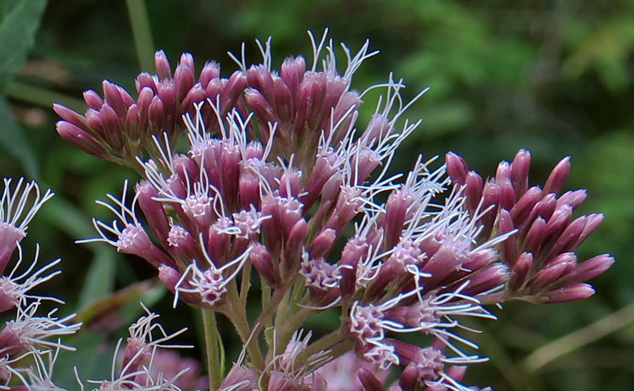 Eupatorium3a