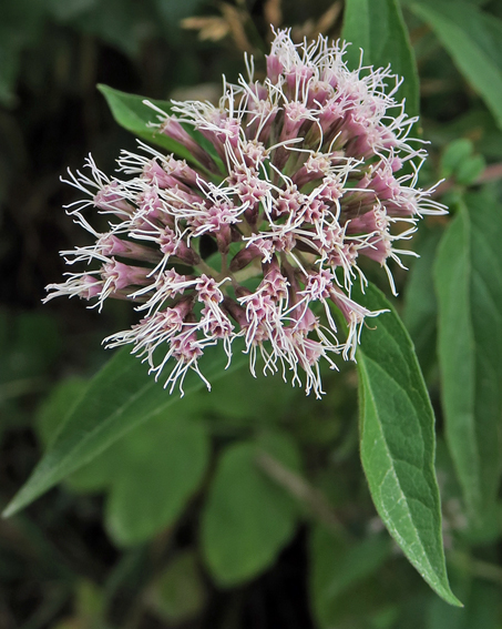 Eupatorium1