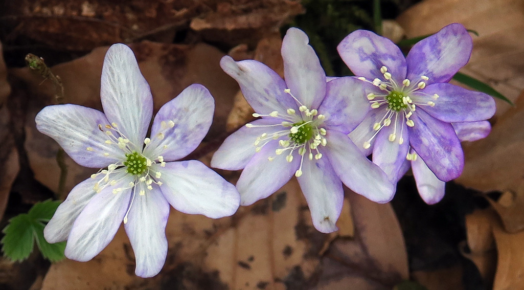 Hepatica8