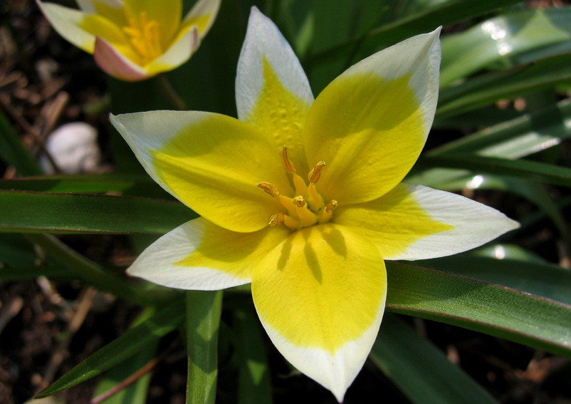 Tulipa1