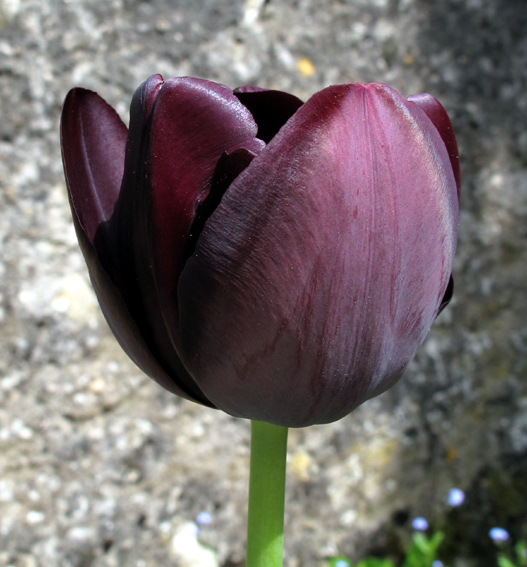 Tulipa3