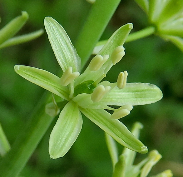 Ornithogalum3b