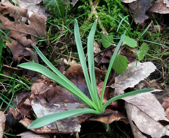 Ornithogalum0