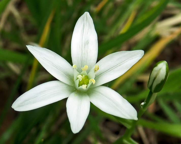 Ornithogalum6