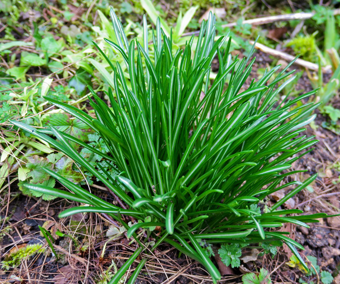 Ornithogalum8a