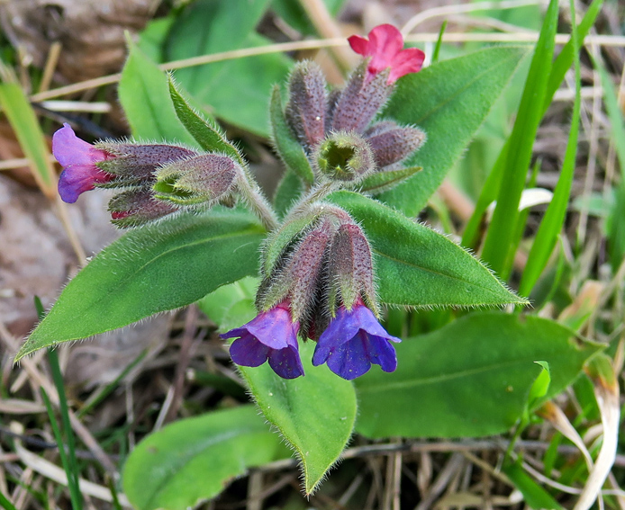 Pulmonaria3c