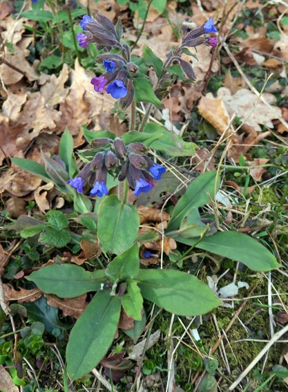 Pulmonaria1