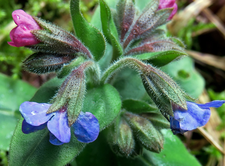 Pulmonaria7a